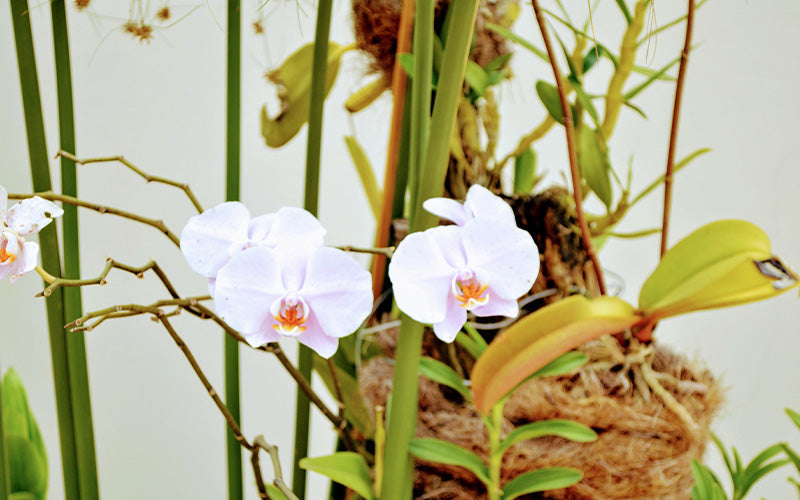 Elegant white orchids representing Singaporean floral culture and gifting.