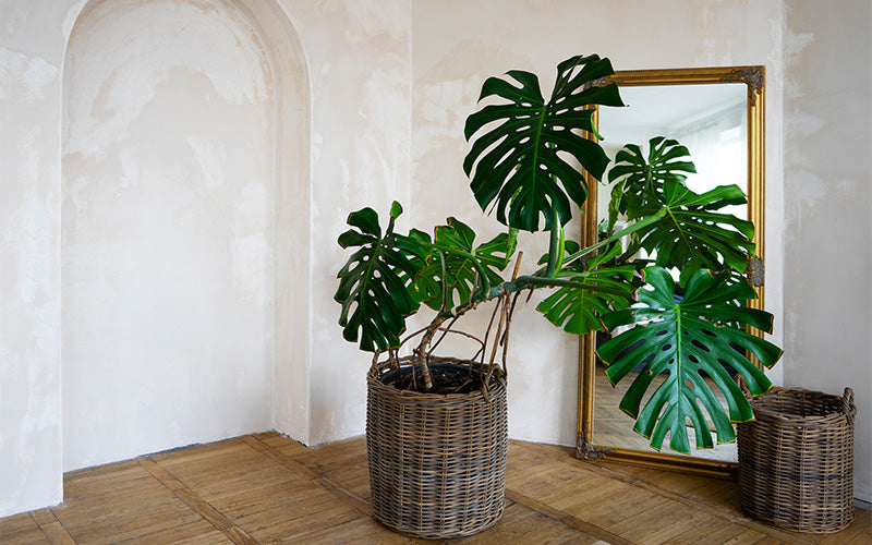 Large Monstera plant in woven basket on wooden floor beside gold-framed mirror in serene interior.