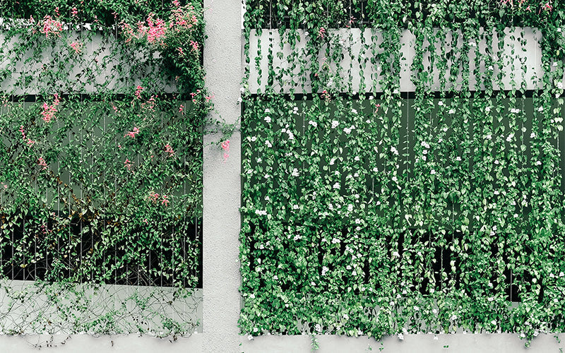 Vertical green vines with pink and white flowers growing densely over a wire trellis on a building facade.
