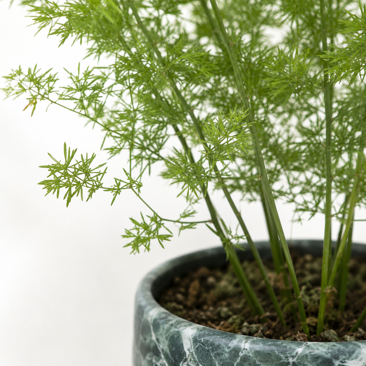 CNY Asparagus plumosus | Indoor Plant