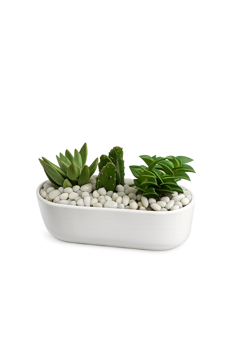 Zen Desert Trio | Indoor Succulent Plants