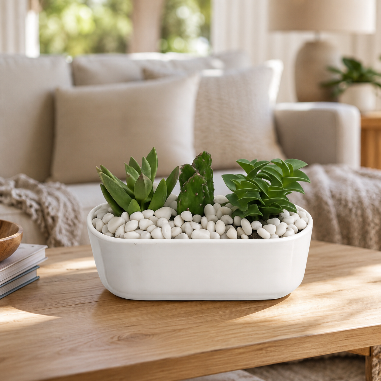 Zen Desert Trio | Indoor Succulent Plants