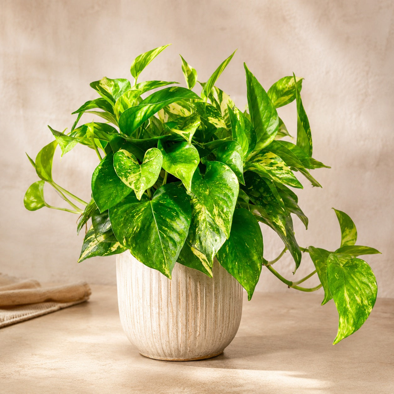 Epipremum 'Money Green' | Indoor Plant