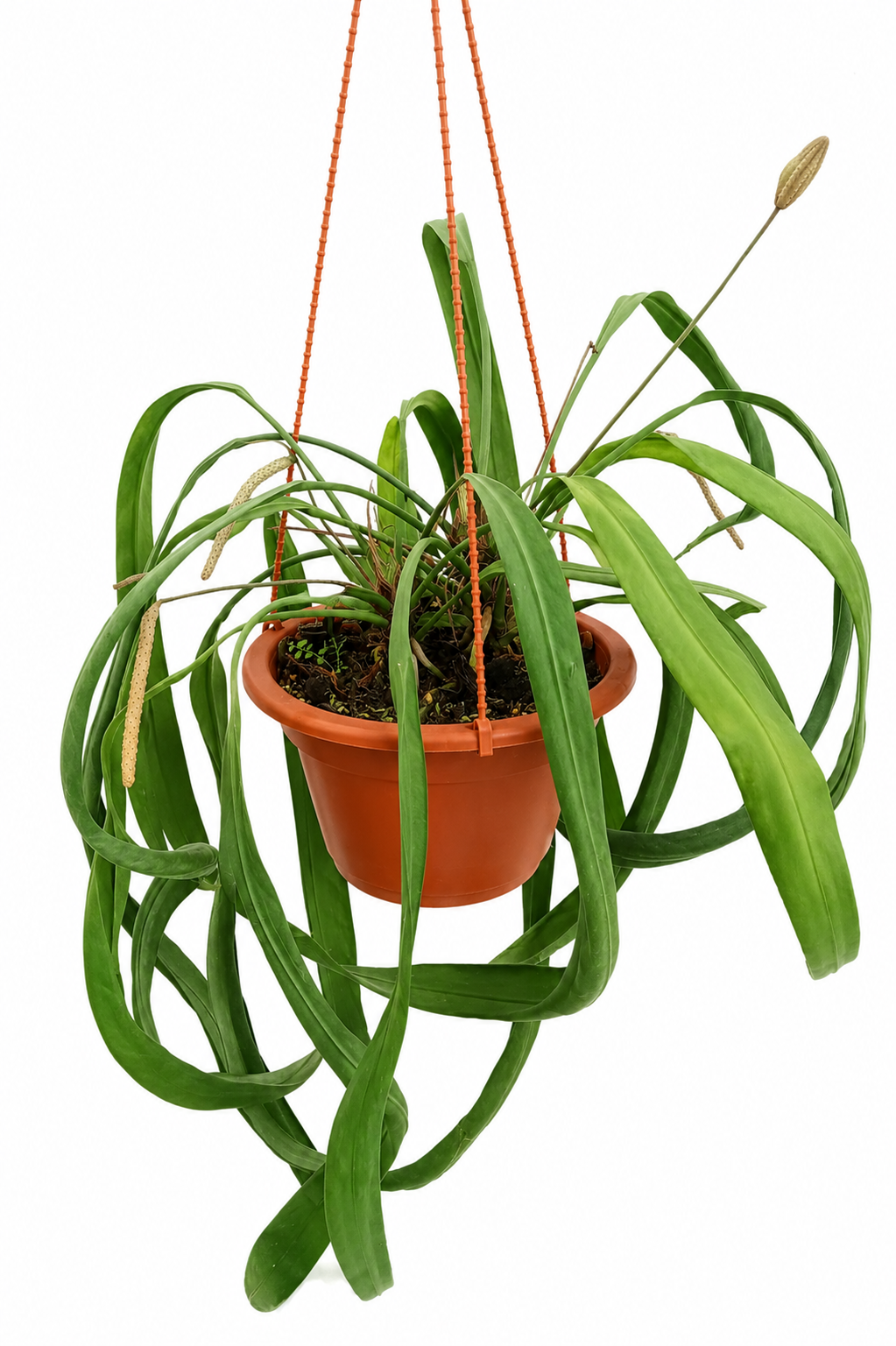 Anthurium Vittarifolium | Home Plant