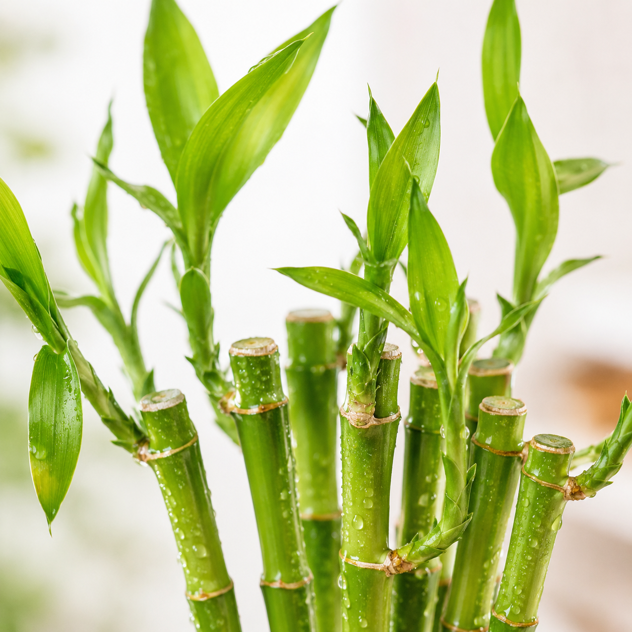 CNY Fresh Bamboo Straight | Plant
