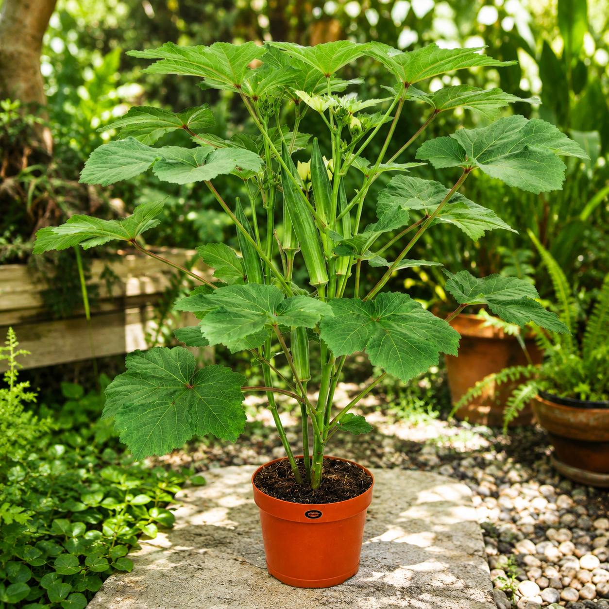 Okra Lady Finger Plant | Gardening Plant