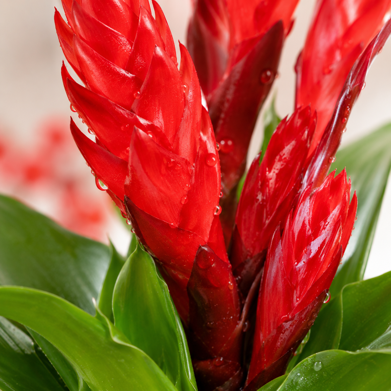 CNY Guzmania 三星 | Gardening Plant