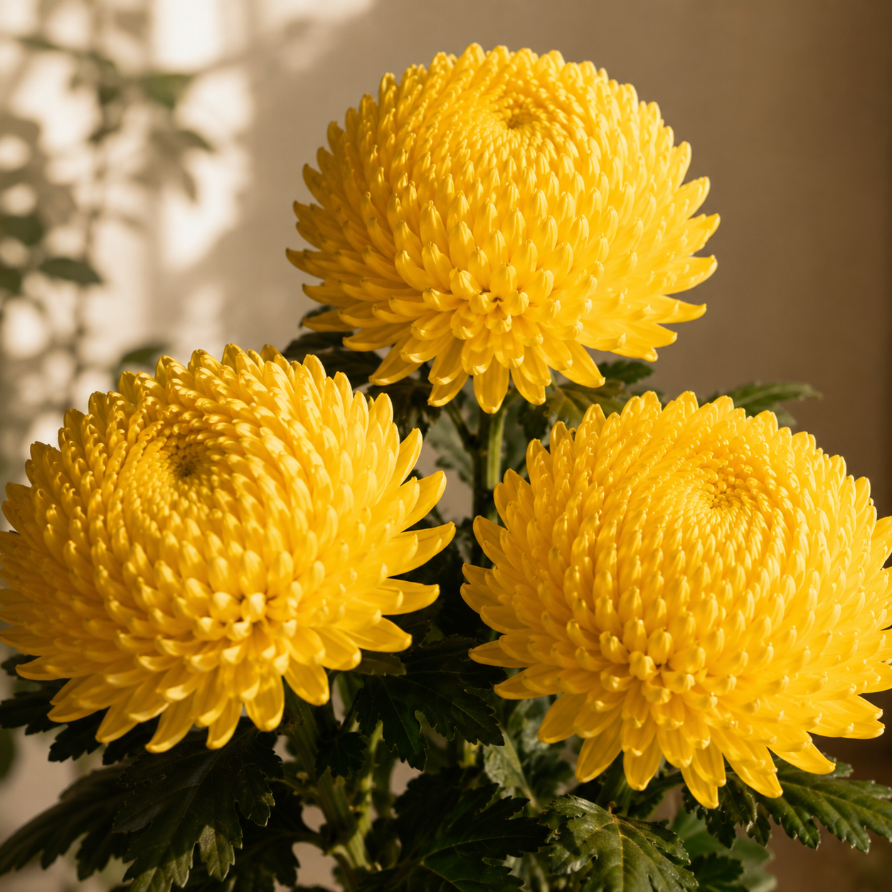 Sunlight Chrysanthemum (3 Stalks) 正阳菊花 | Praying Flowers