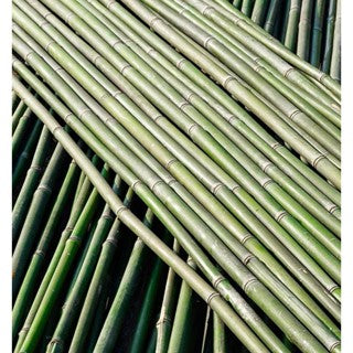 Bamboo Poles
