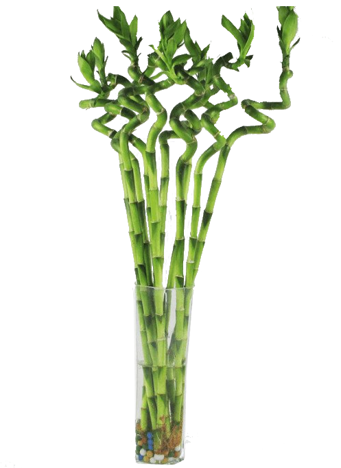 curly lucky bamboo CNY Fresh Curly Bamboo