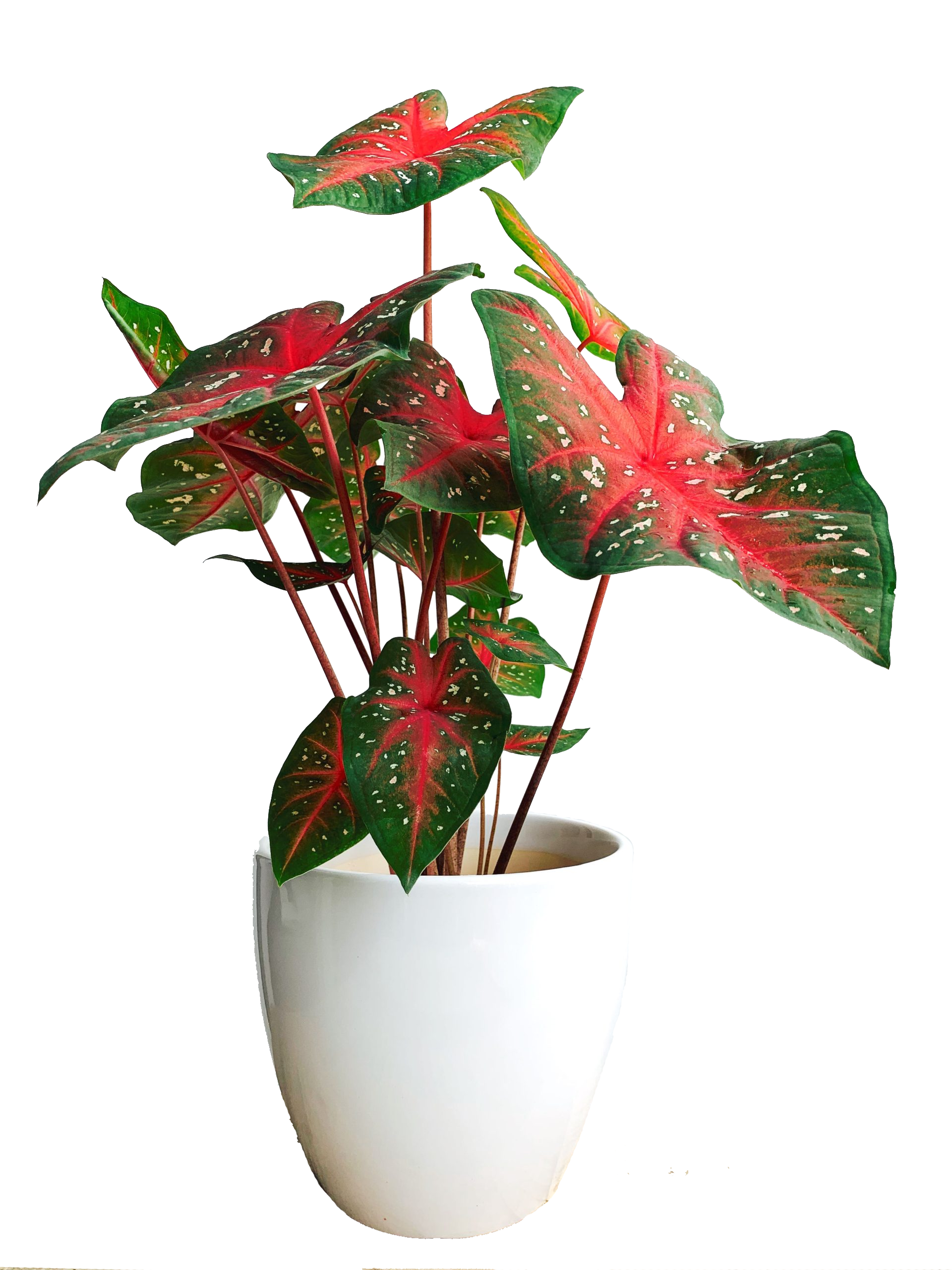 red star spike plant indoor Caladium 'Red Star'