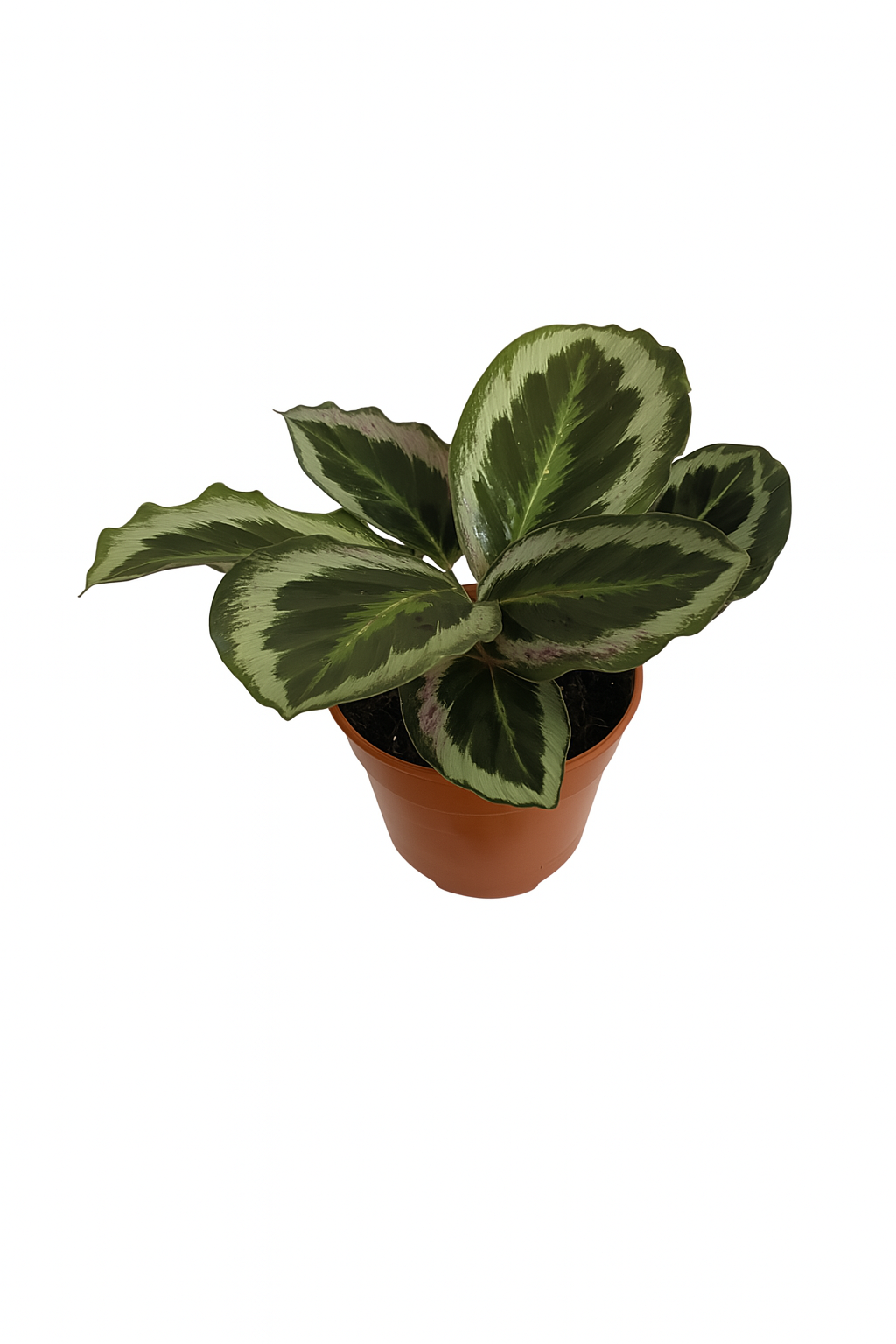Calathea Sanderiana