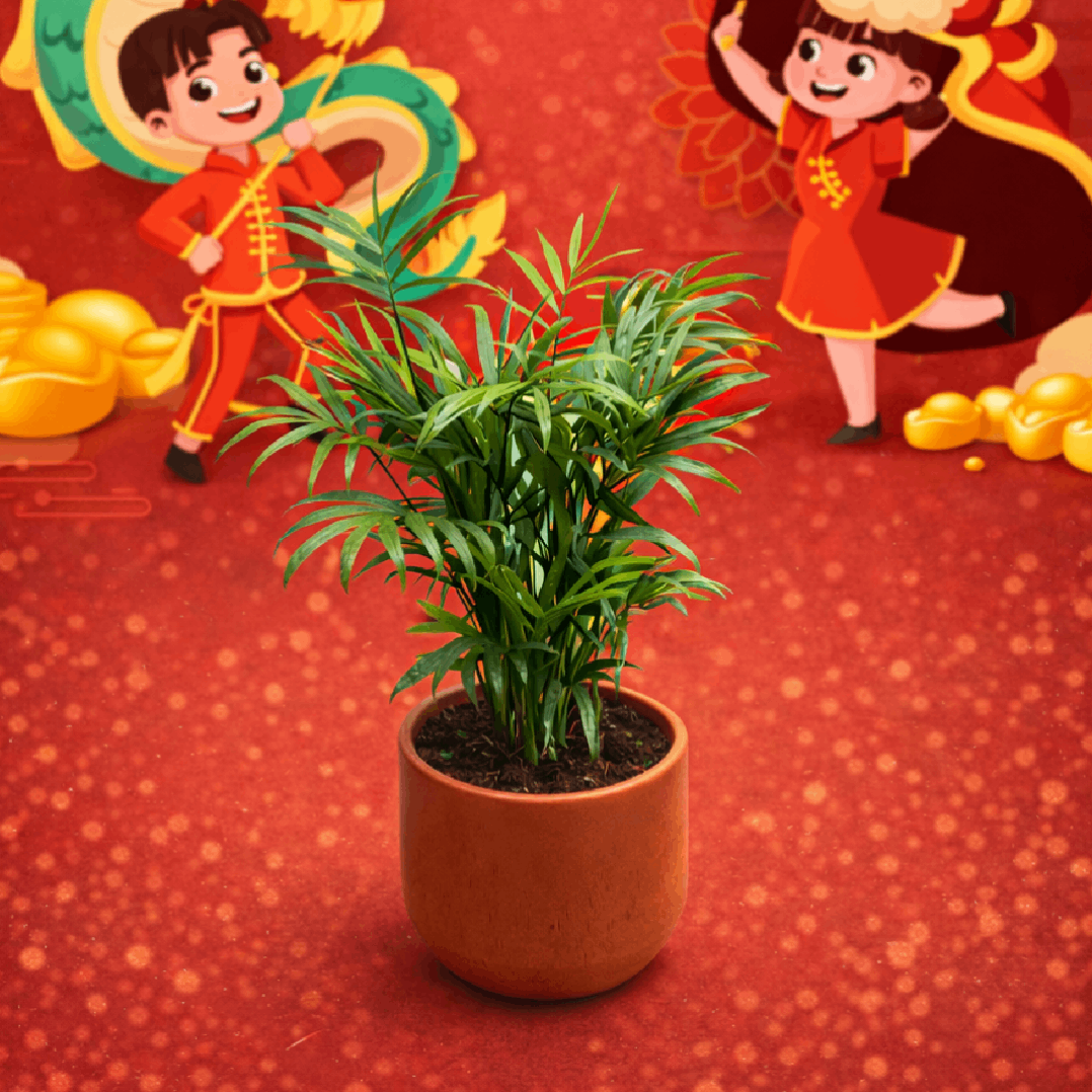 CNY Chamardorea elegans | House Plant