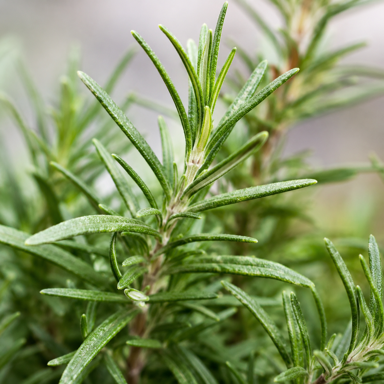 Rosemary Plant | Herb Plant