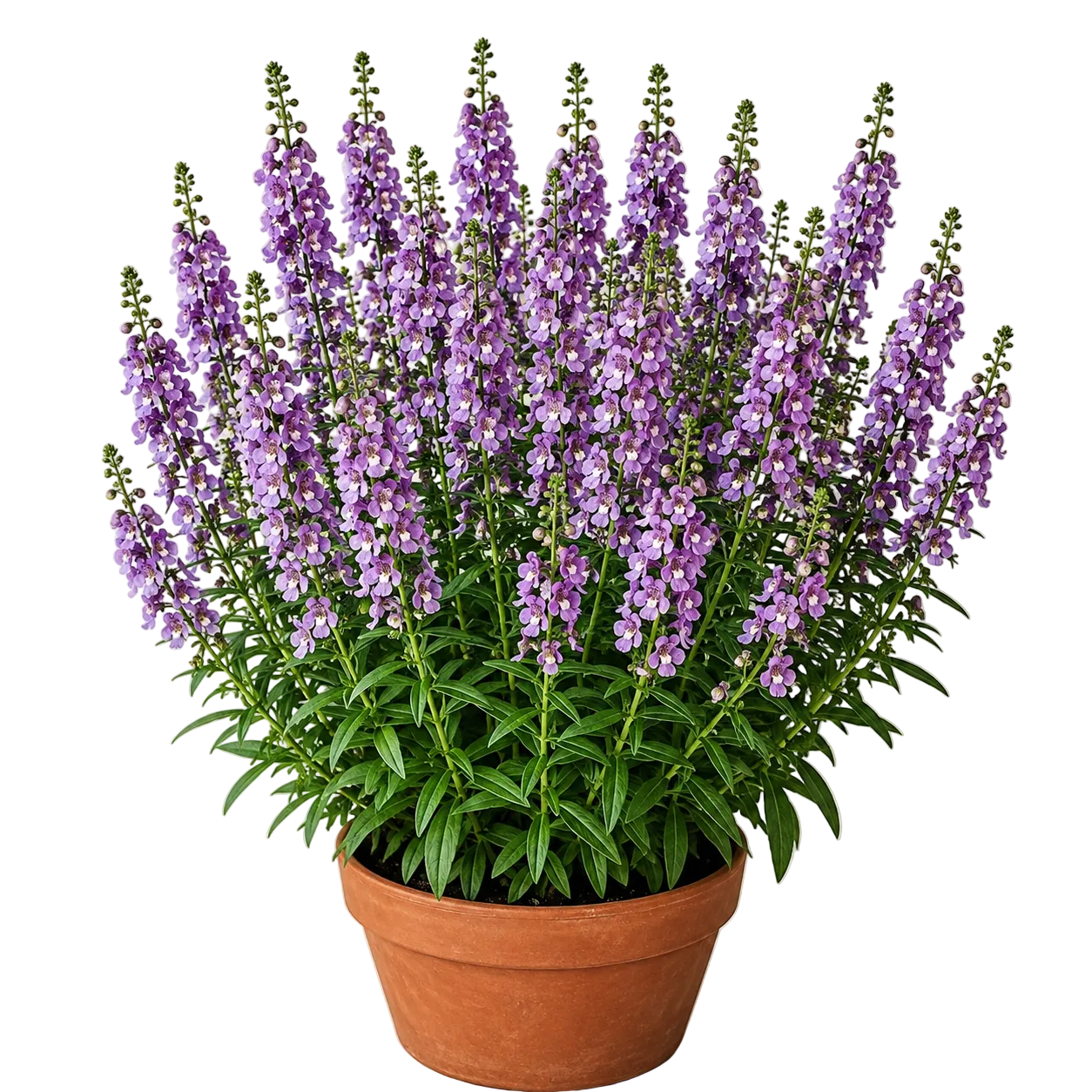 Angelonia | Indoor Plant