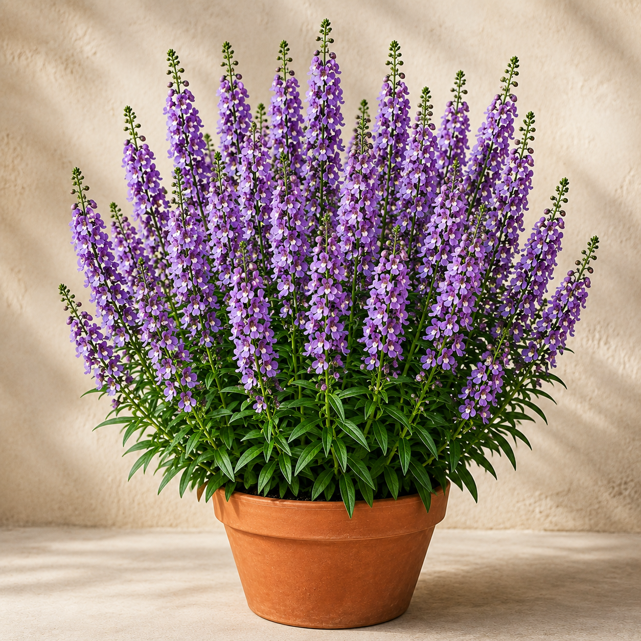 Angelonia | Indoor Plant