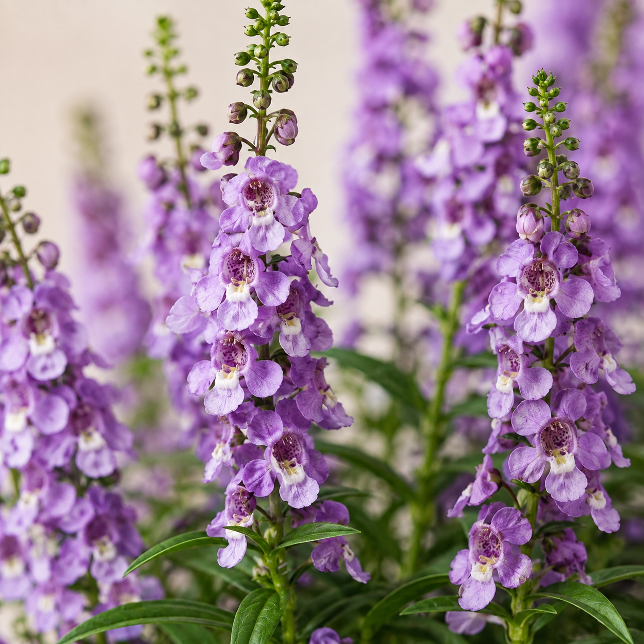 Angelonia | Indoor Plant