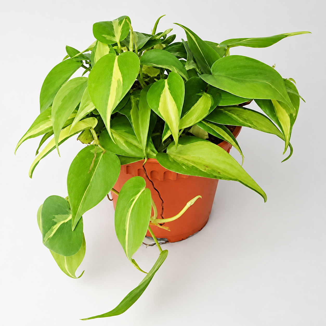 Philodendron Brasil | Indoor Plant