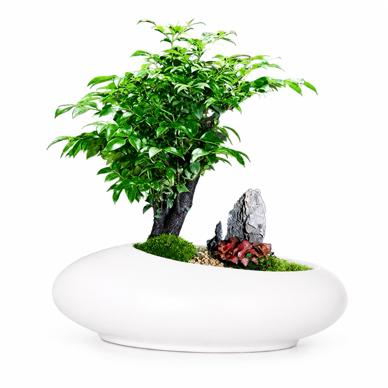 Ikebana Bonsai | Indoor Plant