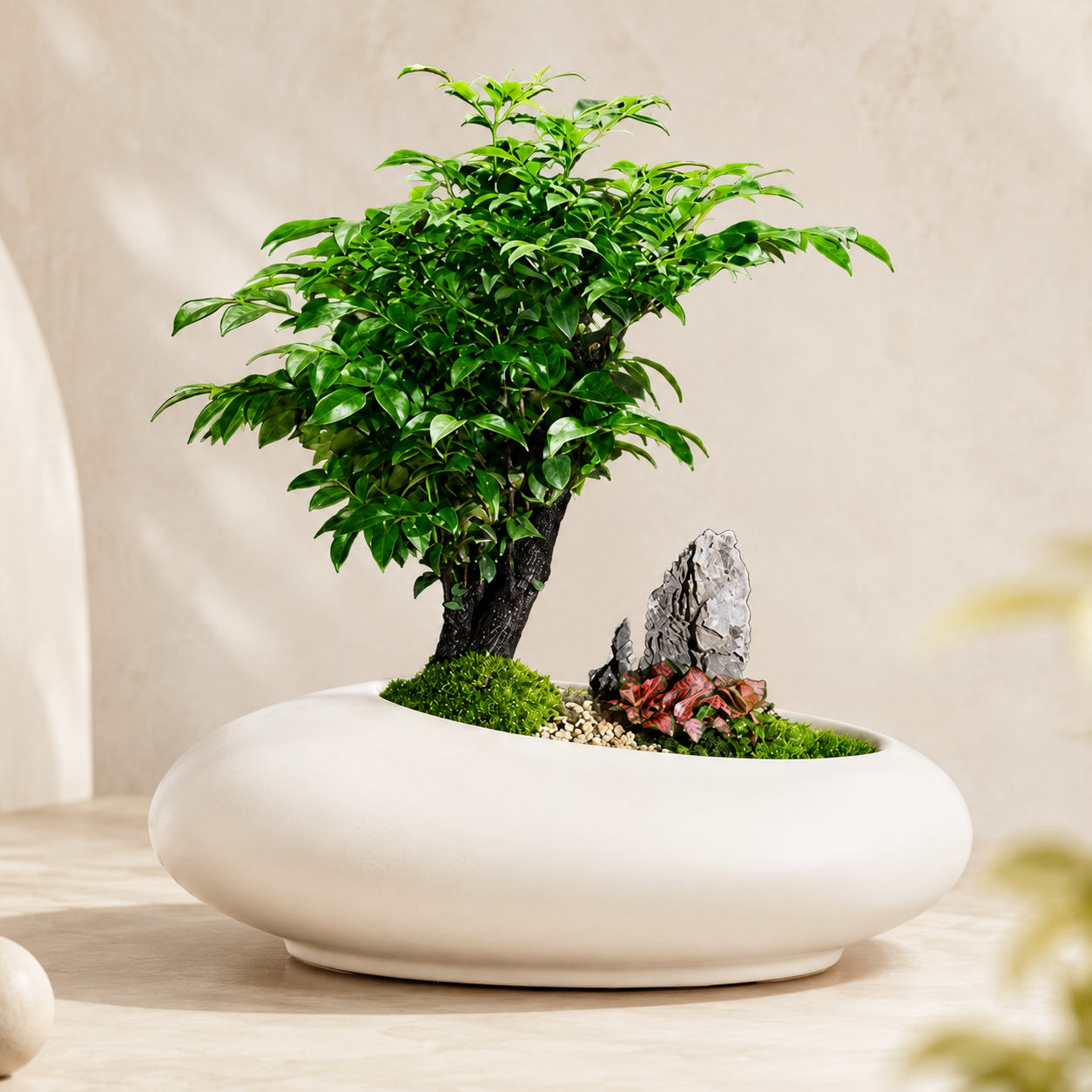 Ikebana Bonsai | Indoor Plant