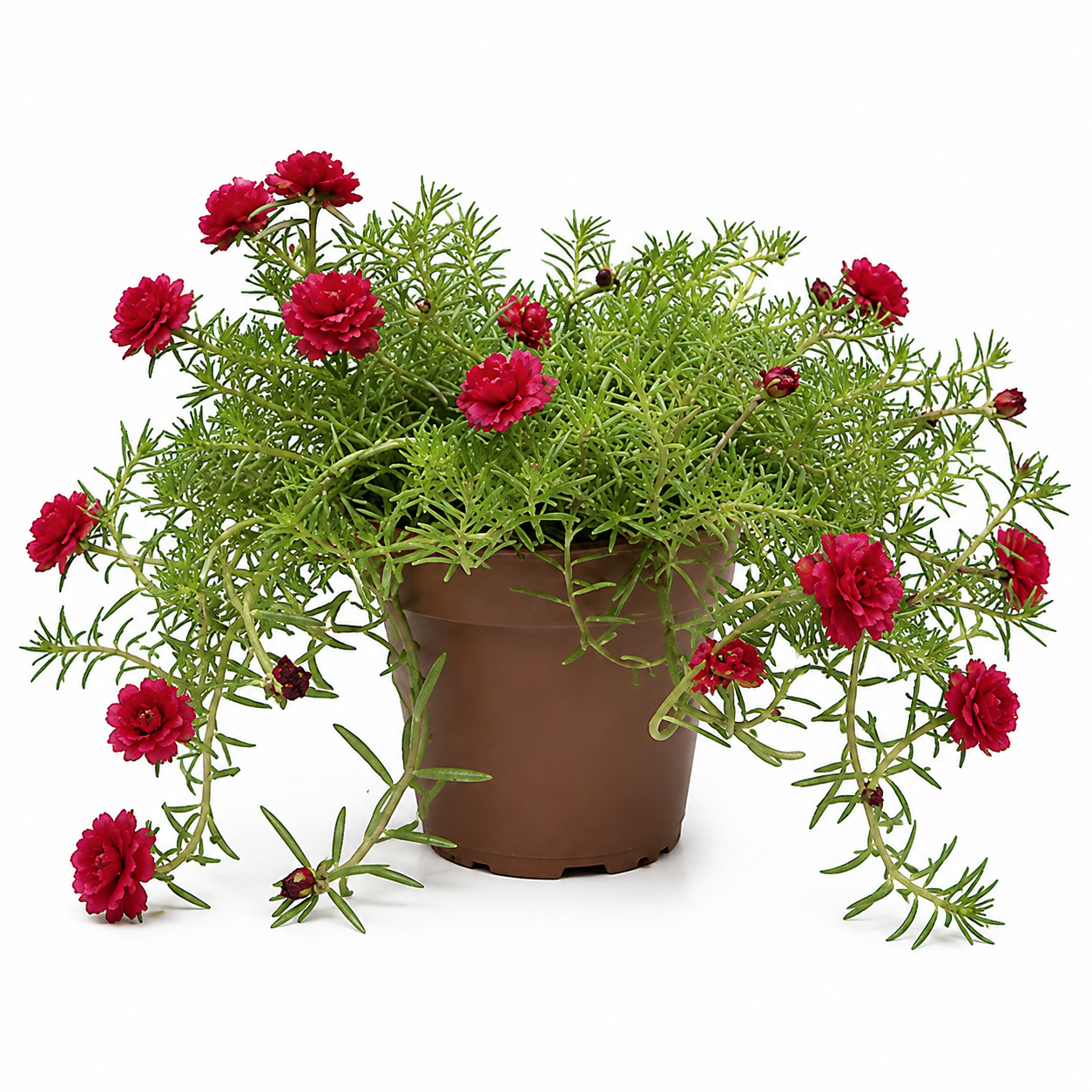 Portulaca | Flowering Plant
