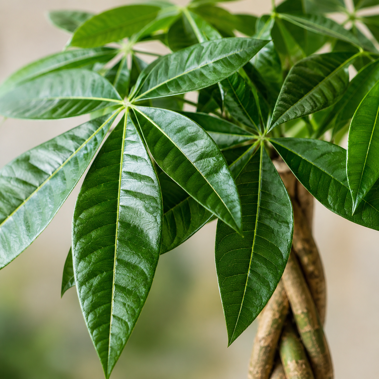 Pachira Ribbon | Indoor Plant