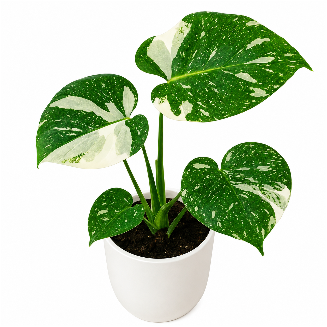 Monstera 'Thai Constellation' | Indoor Plant