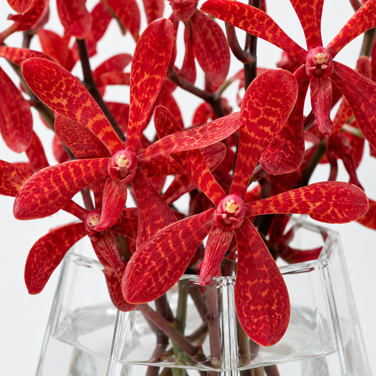 Aranthera Anne Black Orchid
