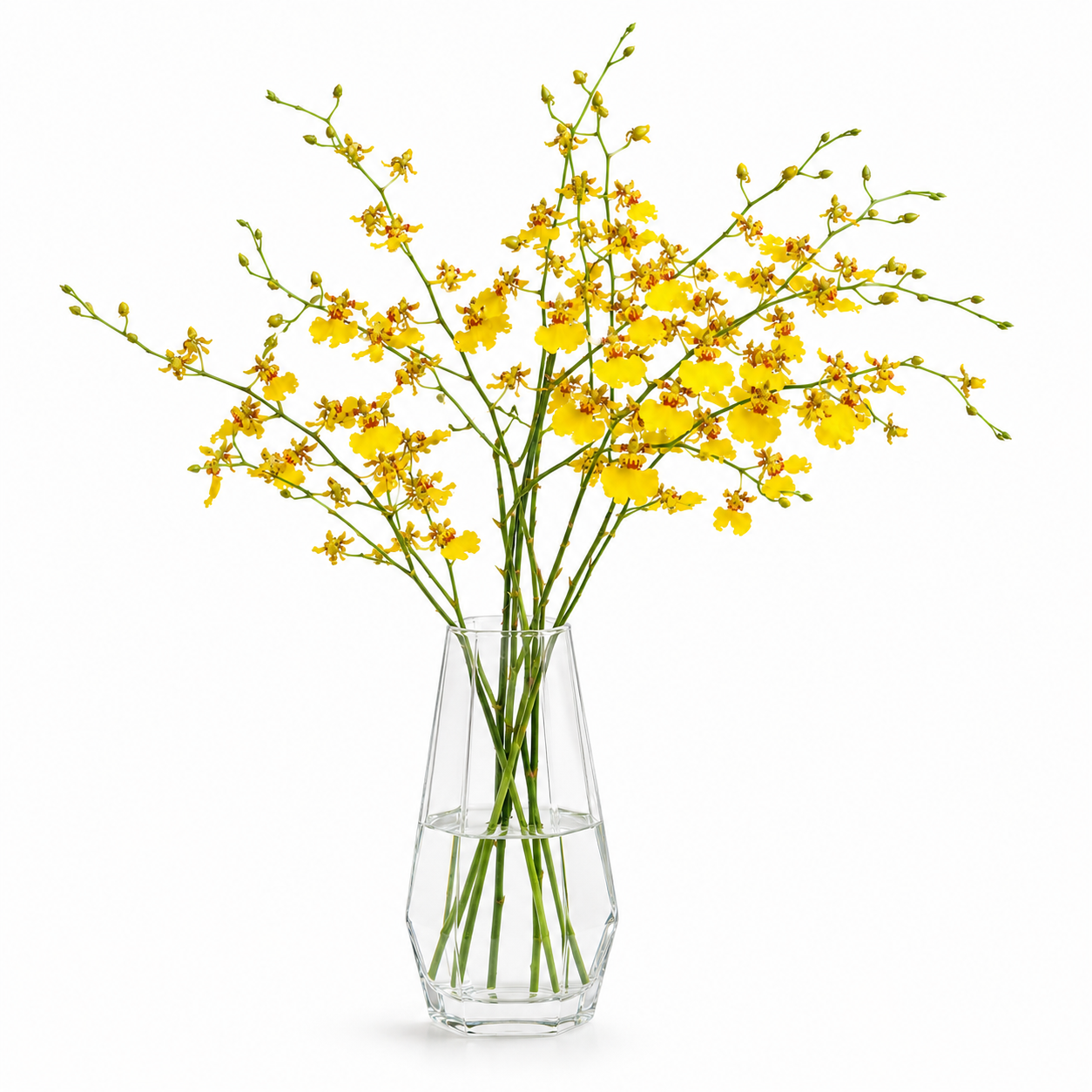 Oncidium Yellow