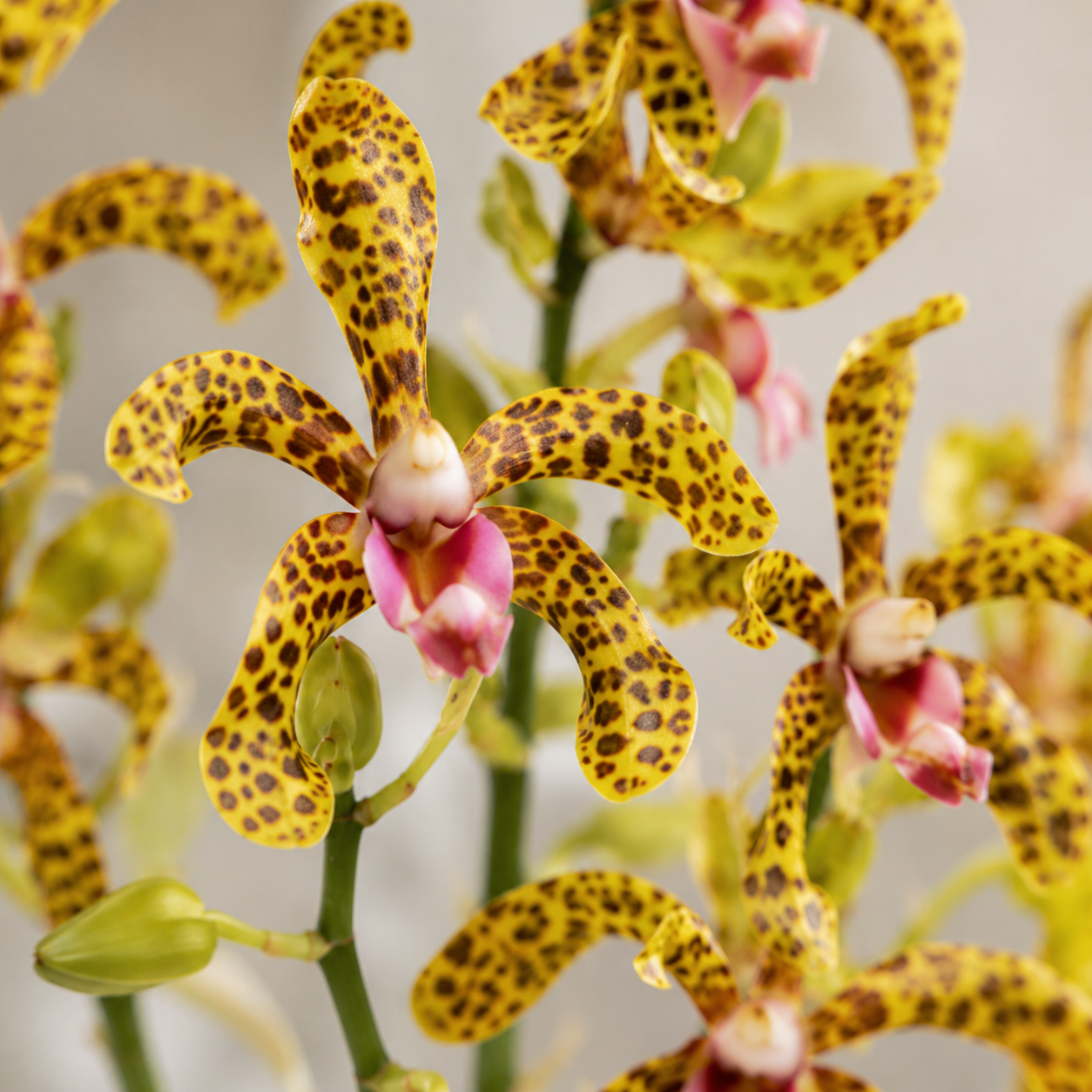 Aranda Green Tiger Orchid