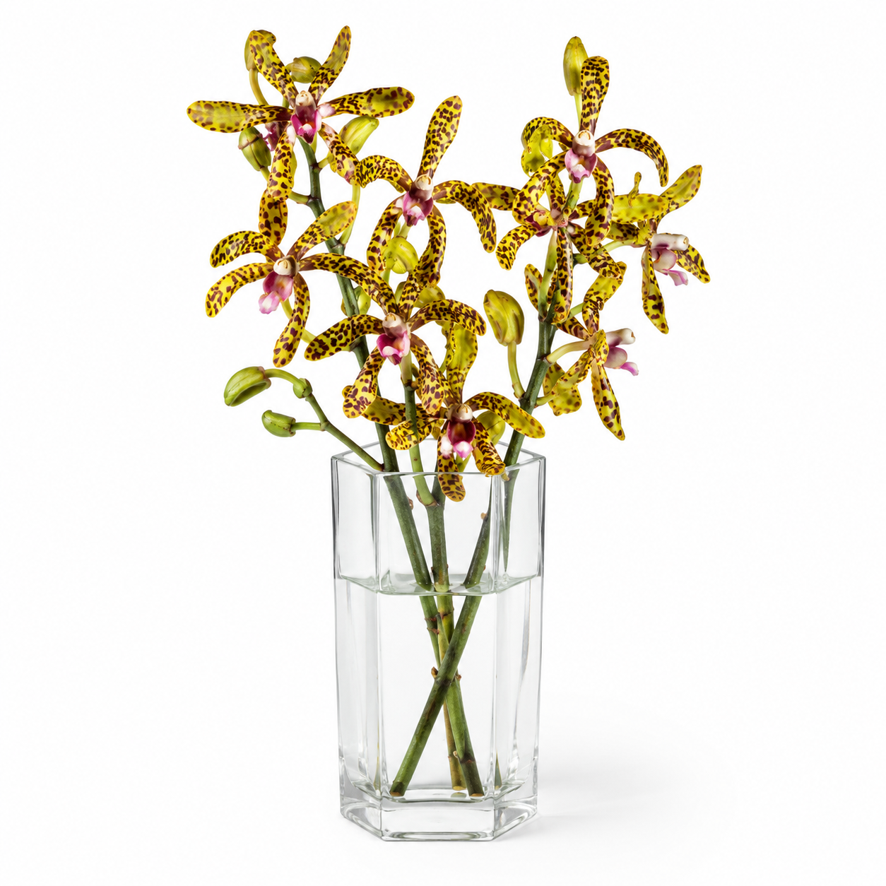 Aranda Green Tiger Orchid