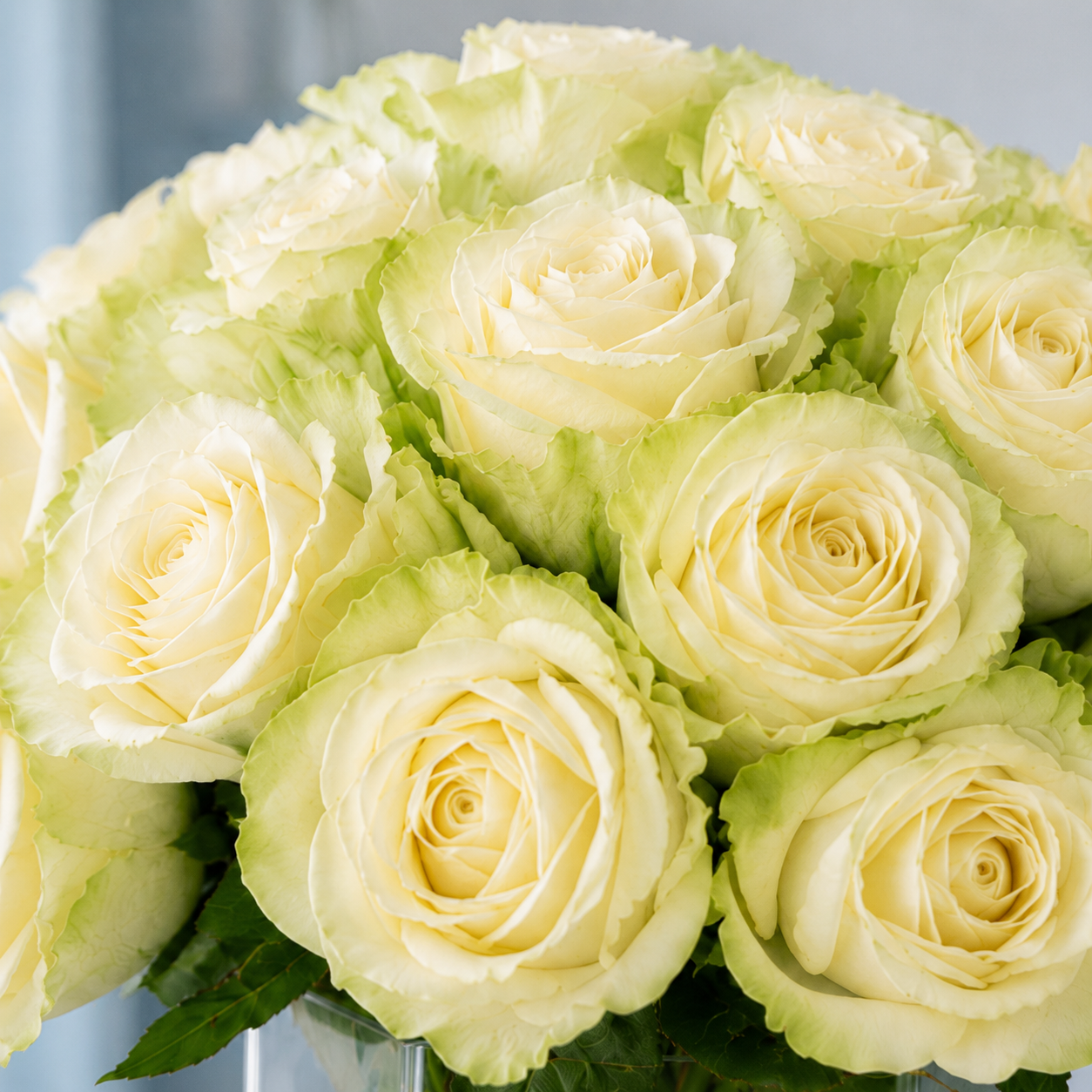 White Avalanche Roses