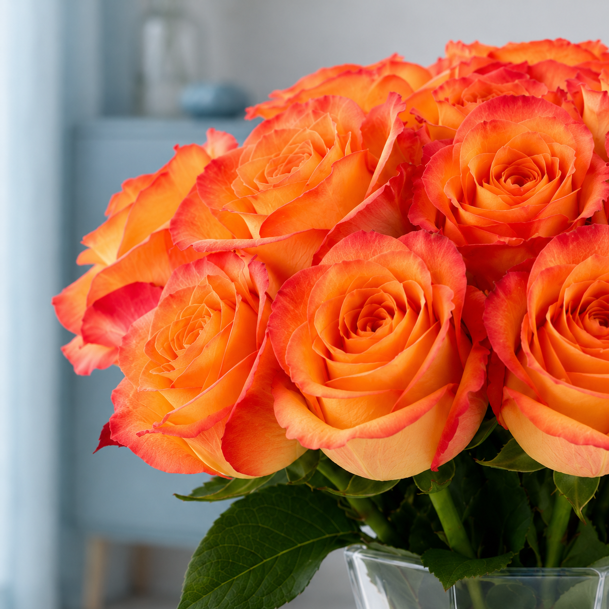 Two Tone Orange Rose