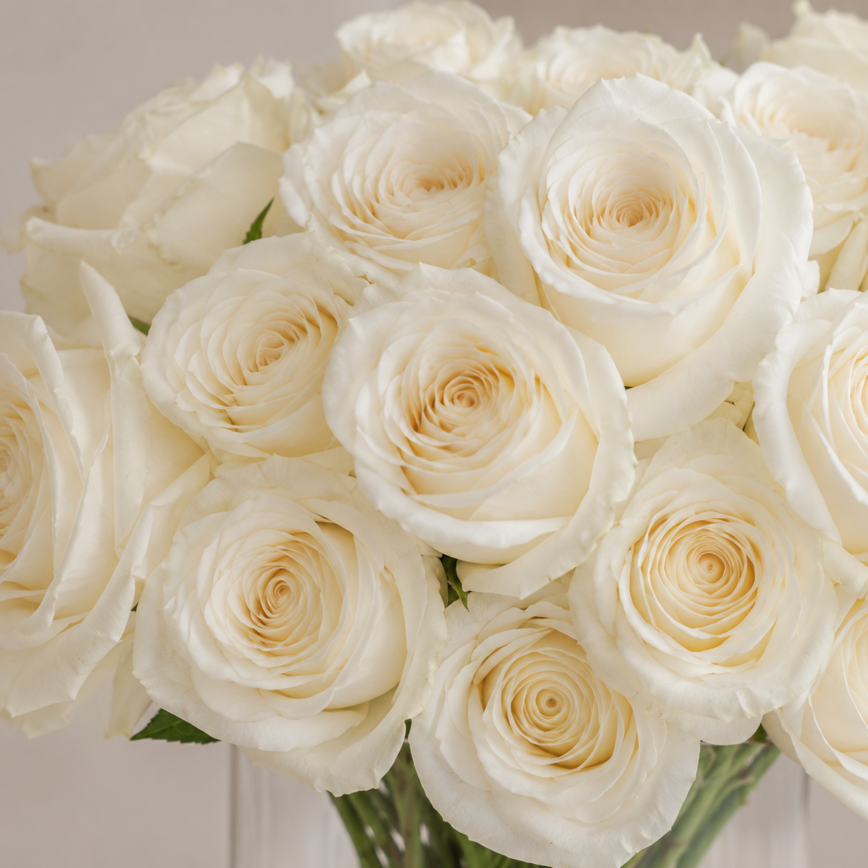 Cream Vendela Rose