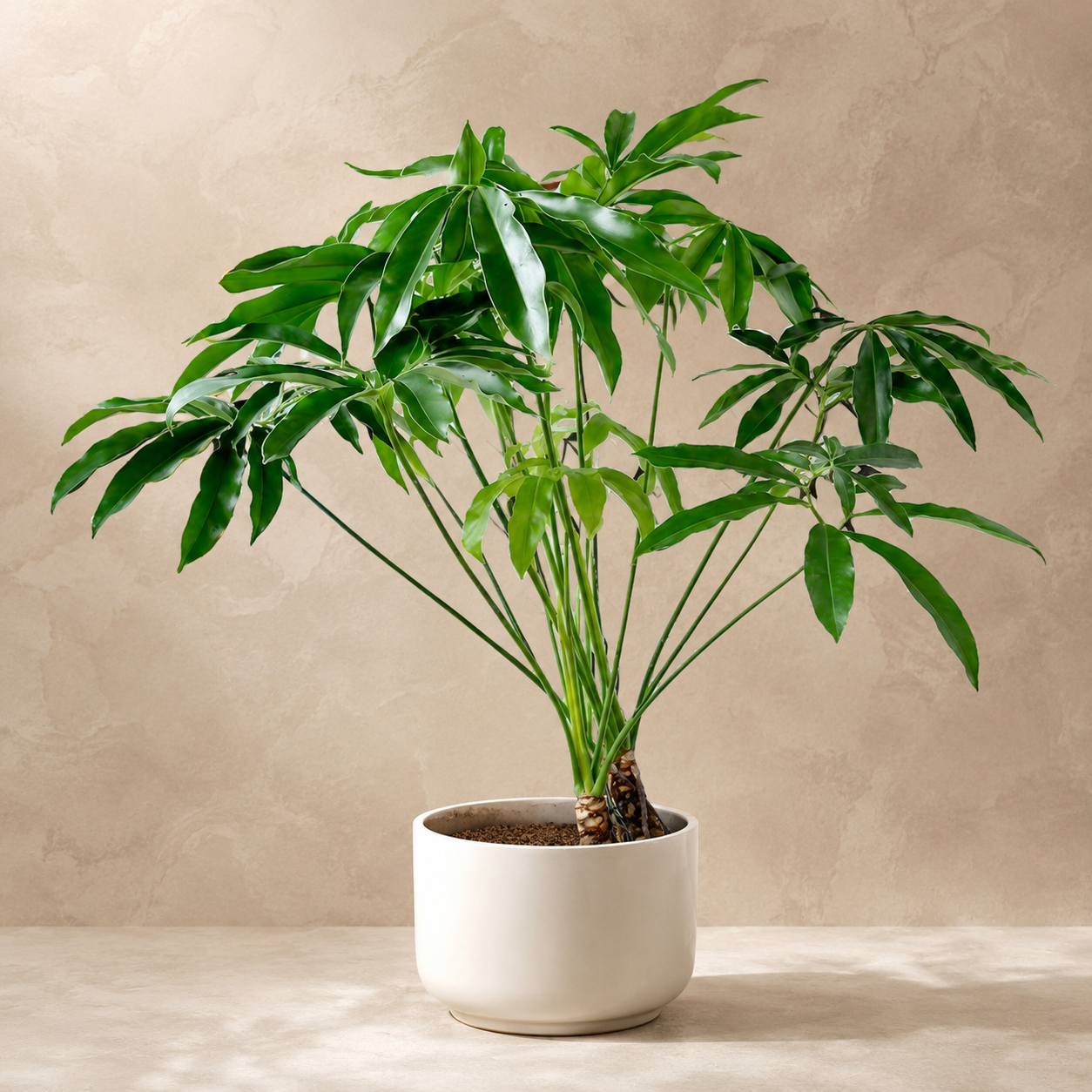 Philodendron 'Fun' | Indoor Plant