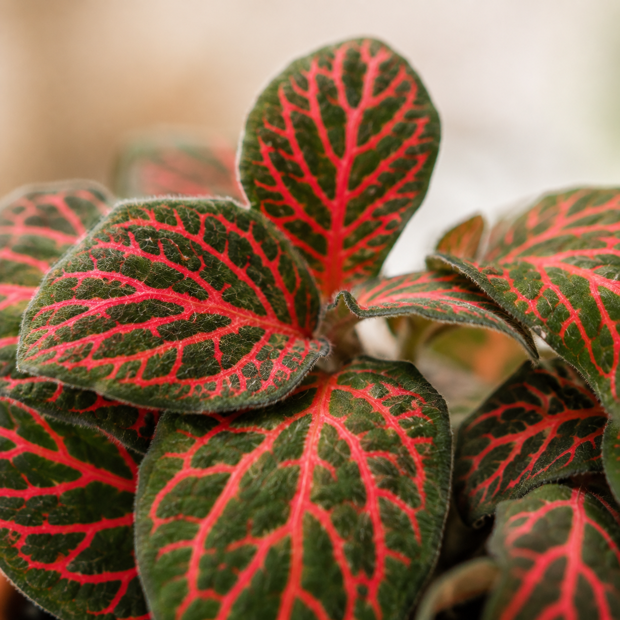 Mini Fittonia Red | Office Plant