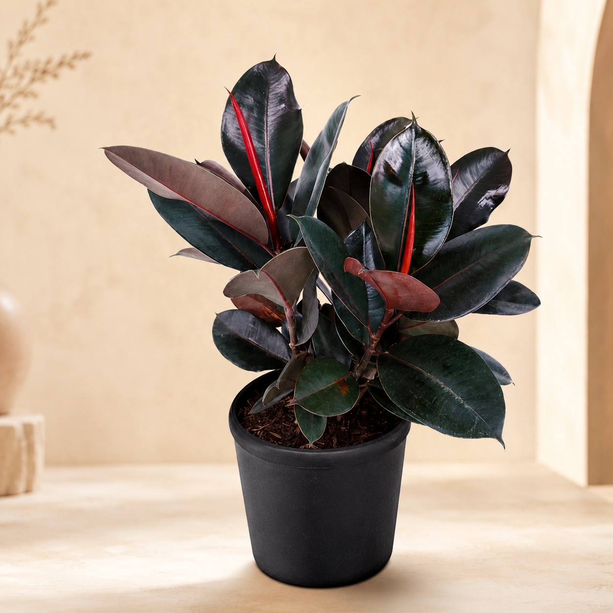 Ficus Burgundy | Rubber Plant