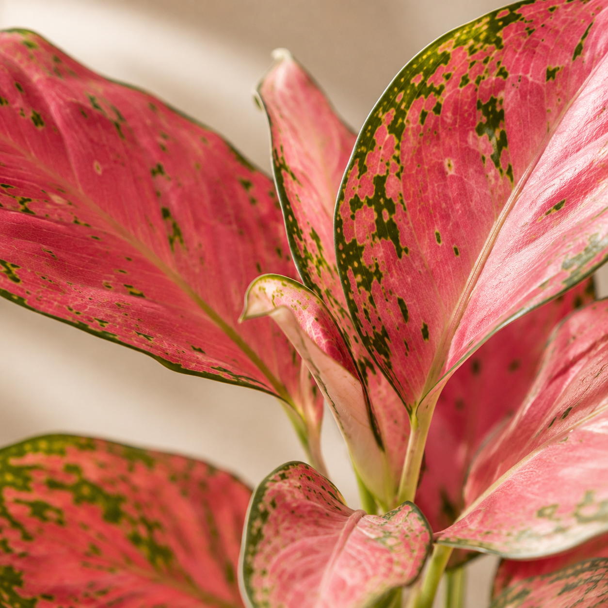 Aglaonema 'Eastern Red' | Plant