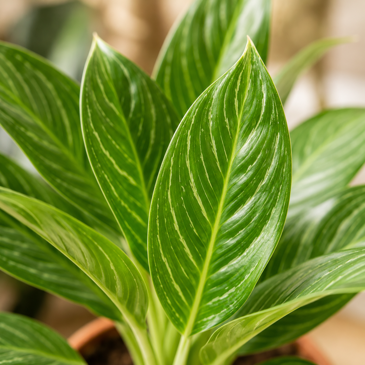 Aglaonema 'Mongkron yoke' | Gardening Plant