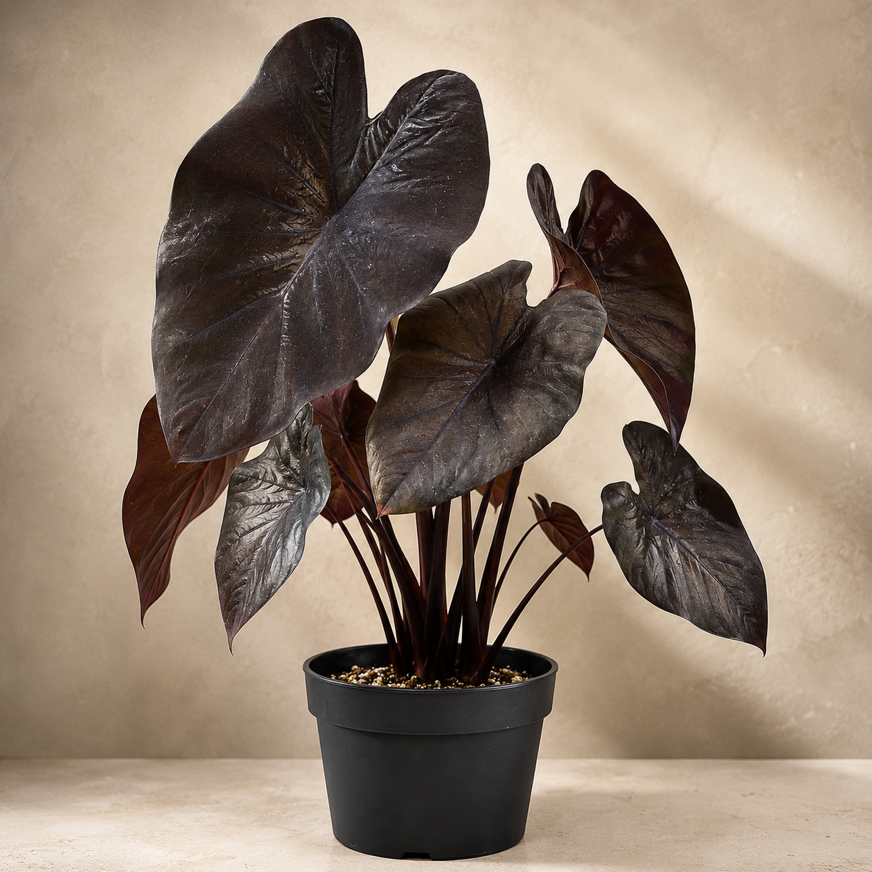 Alocasia 'Black Coral' | Office Plant