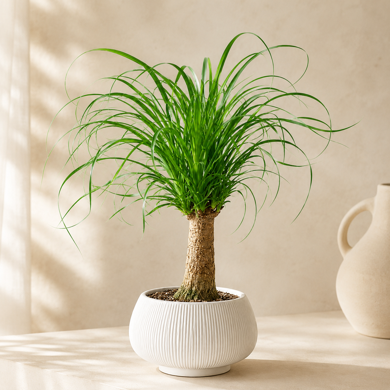 Beaucarnea Recurvata | Home Plant