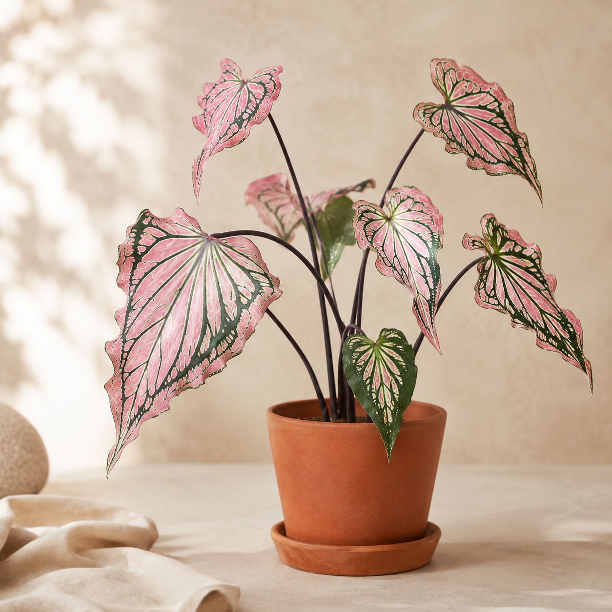 Caladium 'Thai' | Indoor Plant