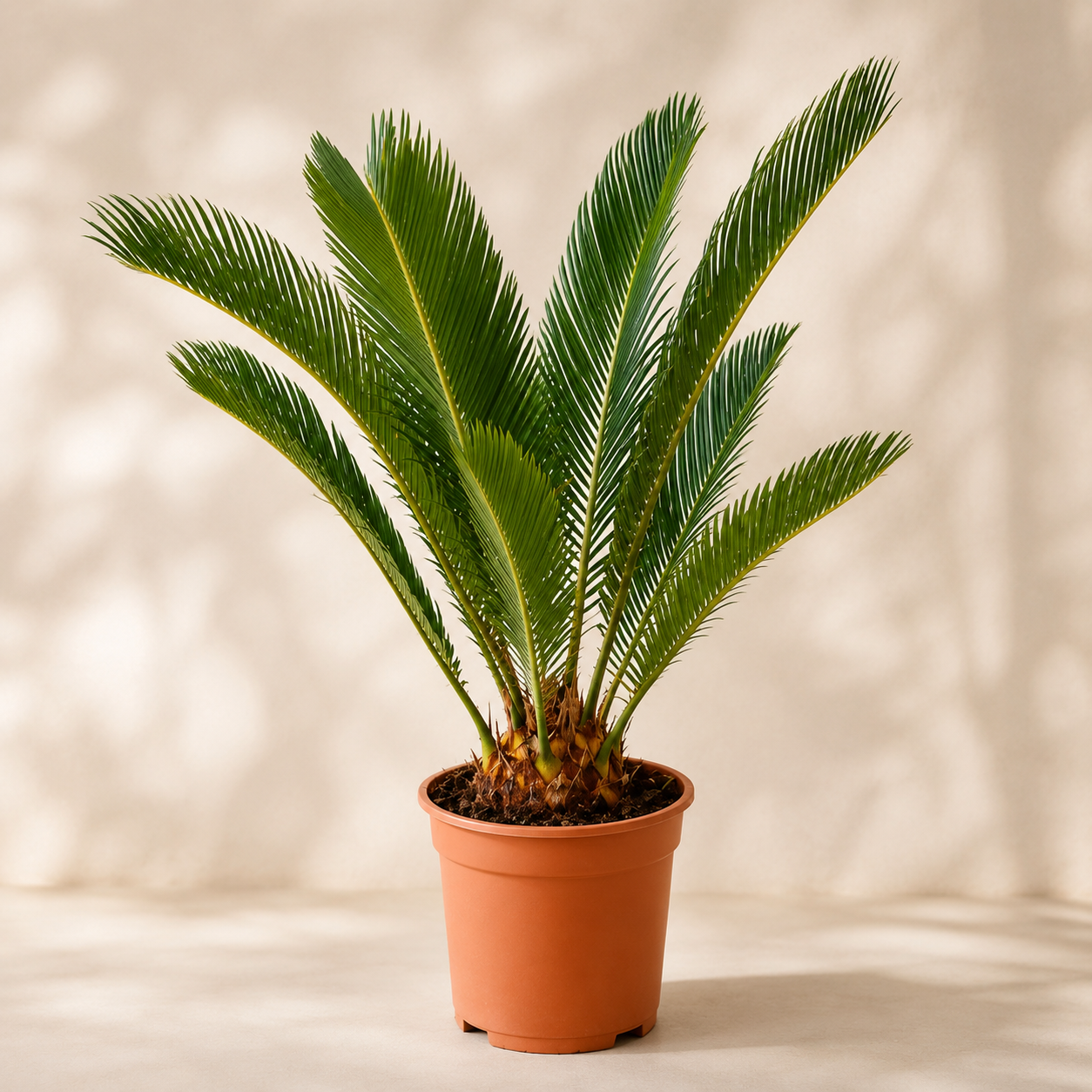 Cycas Revoluta | Gardening Plant