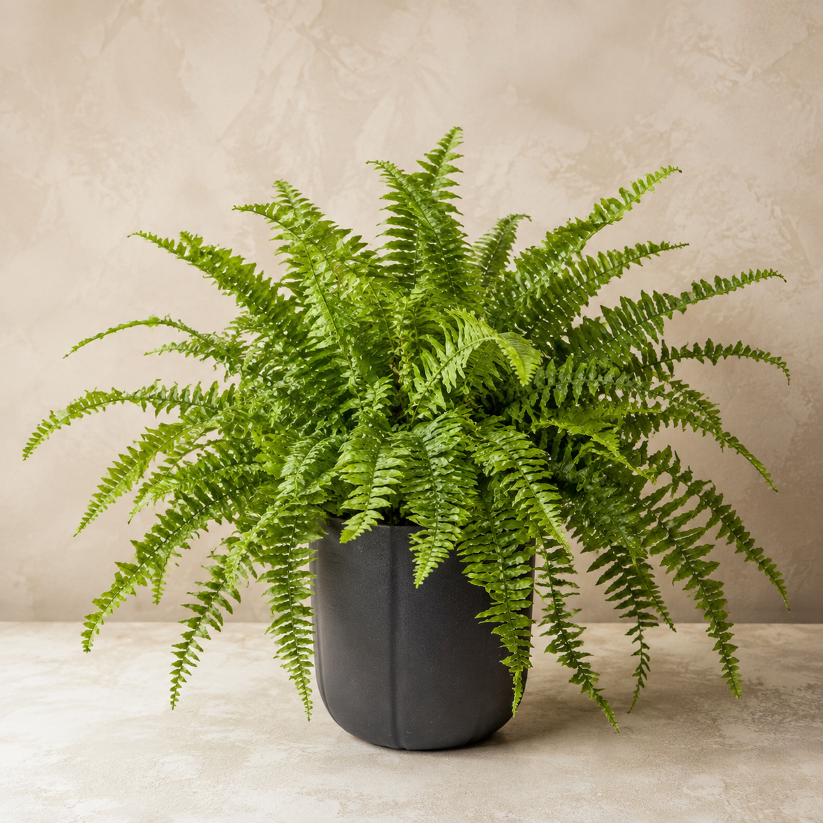 Marrissa Fern | Office Plant