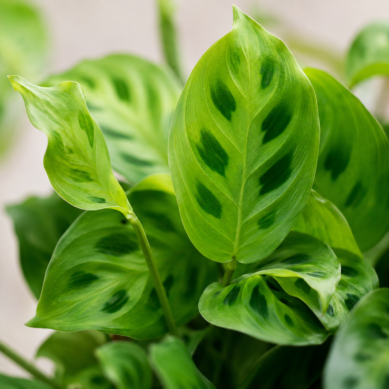 Maranta Leuconeura | Indoor Plant