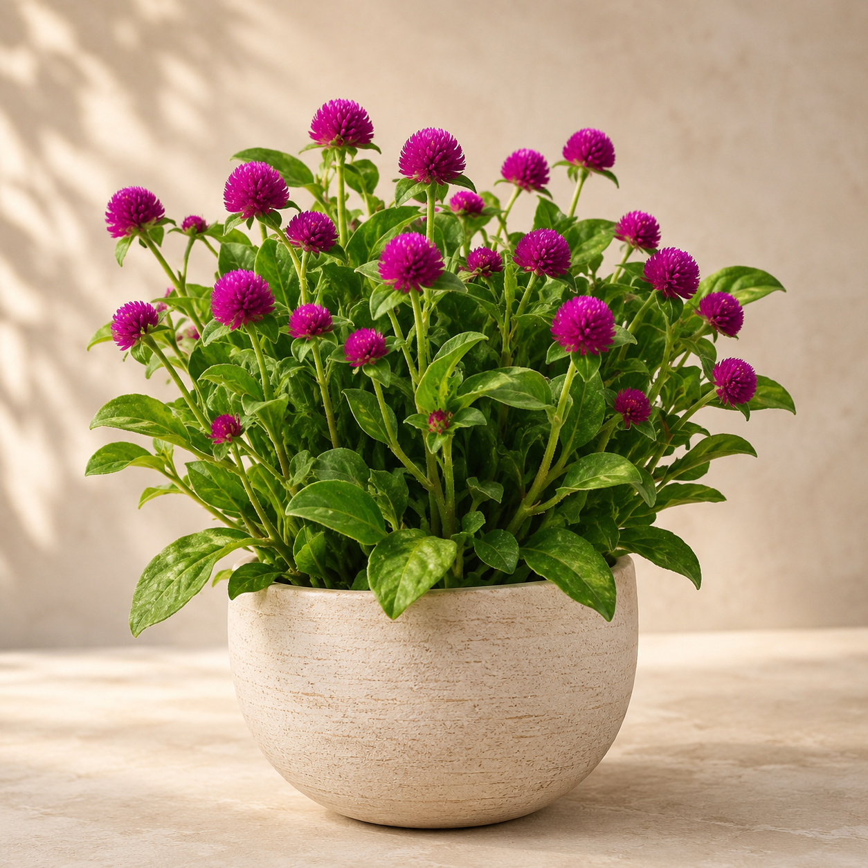 Gomphrena Globosa | Office Plant