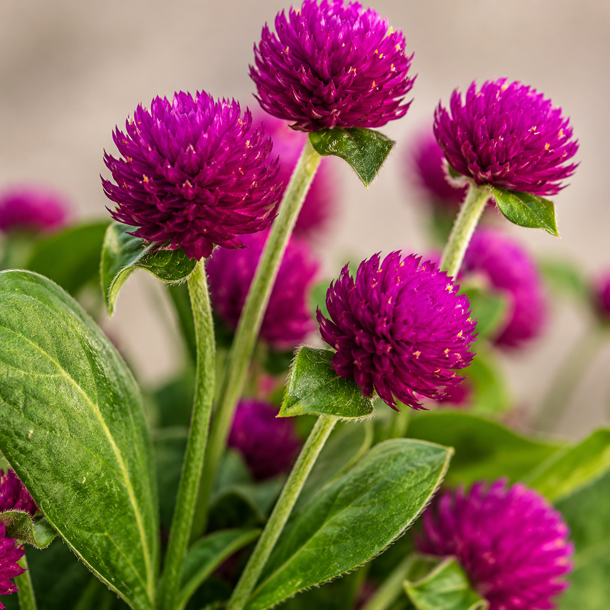Gomphrena Globosa | Office Plant