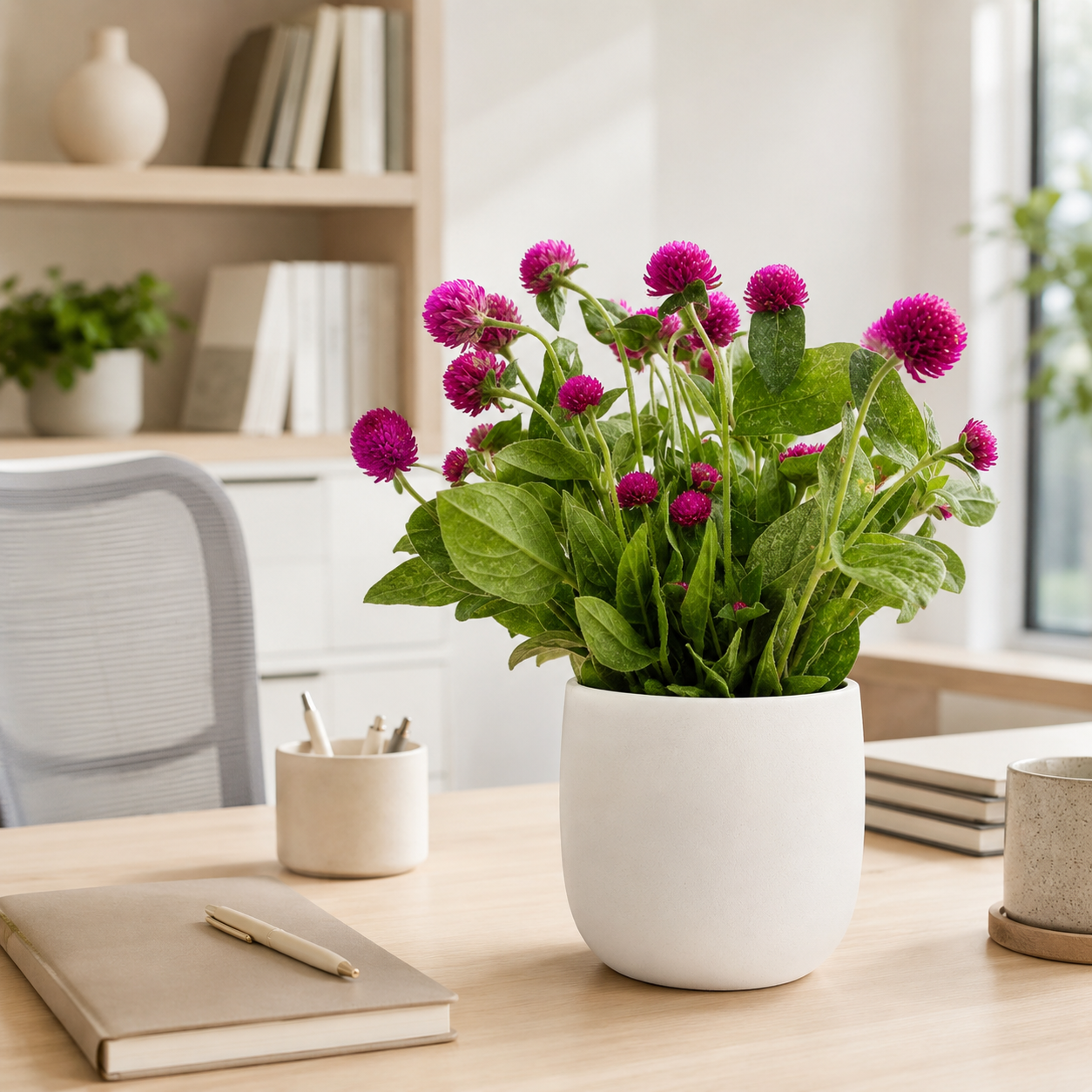 Gomphrena Globosa | Office Plant