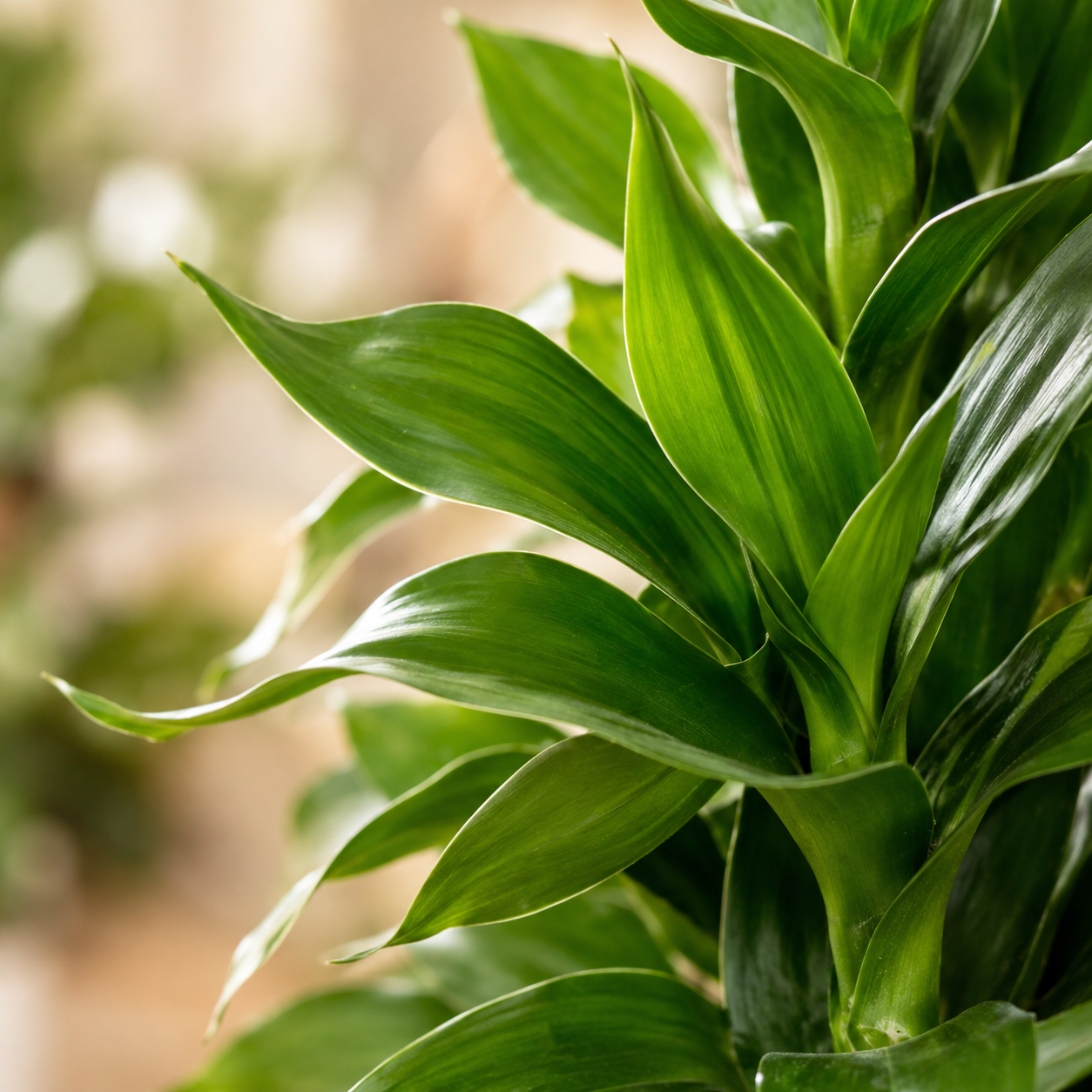 Lucky Lotus Bamboo 富贵莲花竹 | Indoor Plant