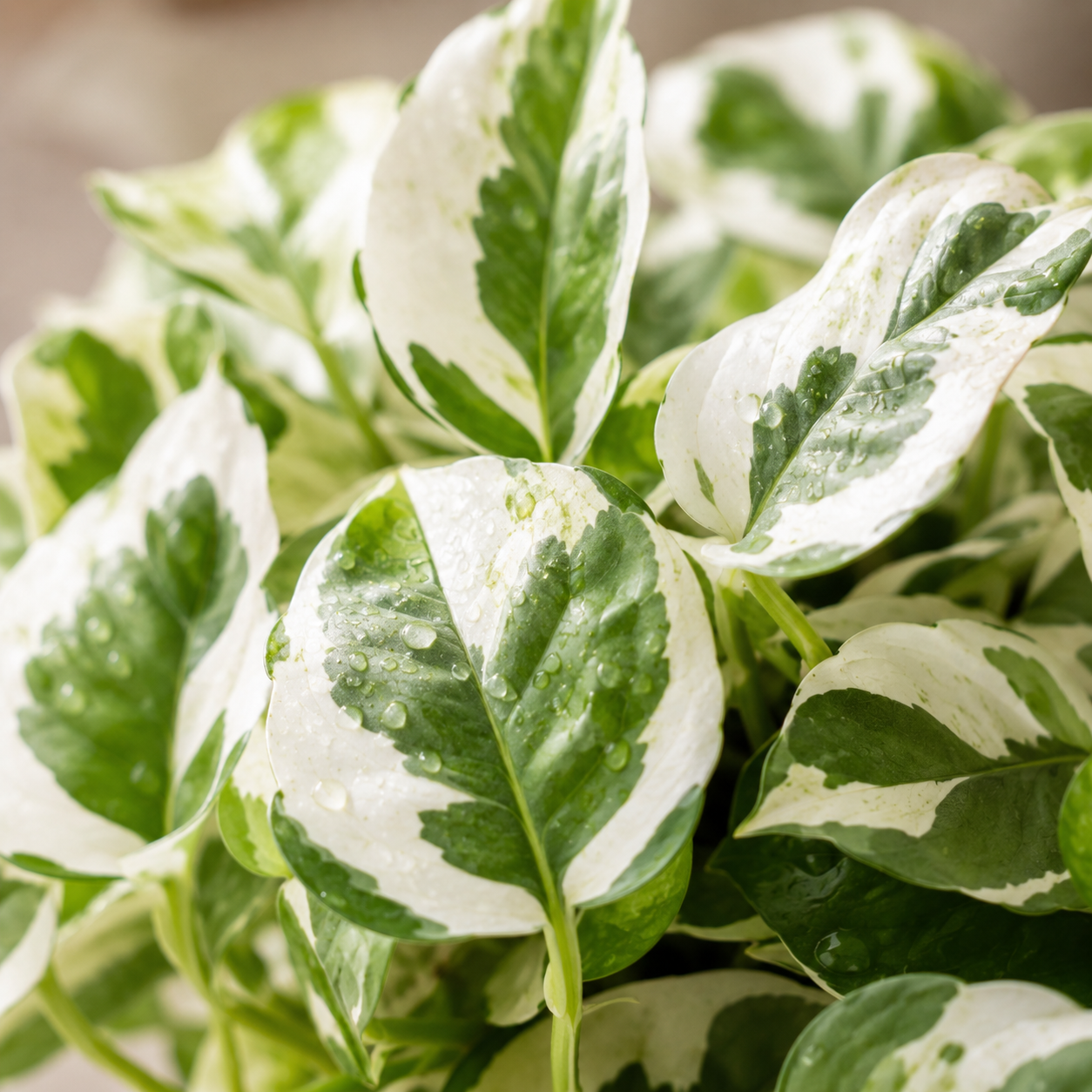 Epipremnum Varigated | Gardening Plant